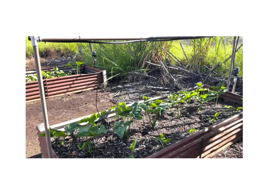 Hale Mua Cultural Group